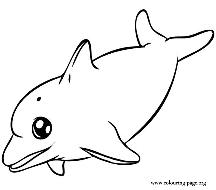 dolphin coloring pages copy liam